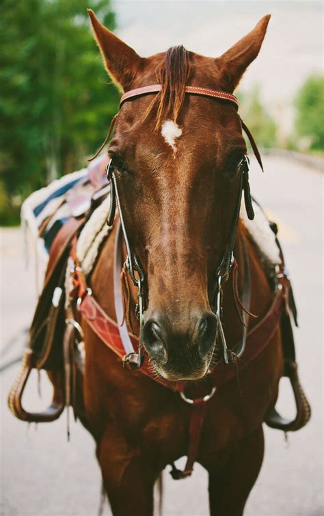 The Enchanting Relationship Between Rider and Chestnut Colored Steed